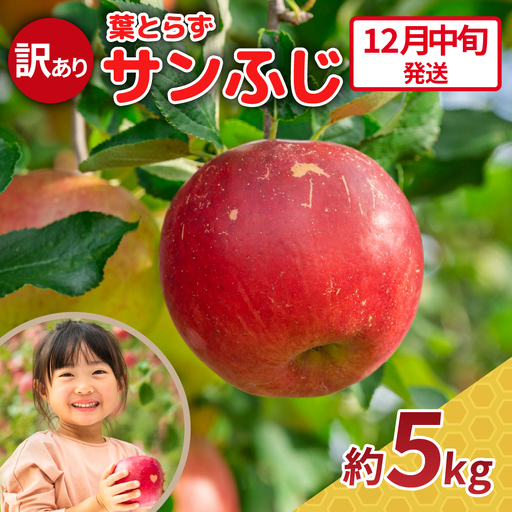 【2026年12月中旬発送】【訳あり】 りんご 約5kg サンふじ 青森県産 葉とらずりんご