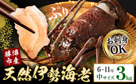 【刺身OK】千葉県勝浦産 生冷活〆 天然伊勢海老 3kg 6-11尾入 株式会社串浜水産《30日以内に出荷予定(土日祝除く)》【配送不可地域あり】（離島）【1506779】| 伊勢海老 伊勢海老 伊勢海老