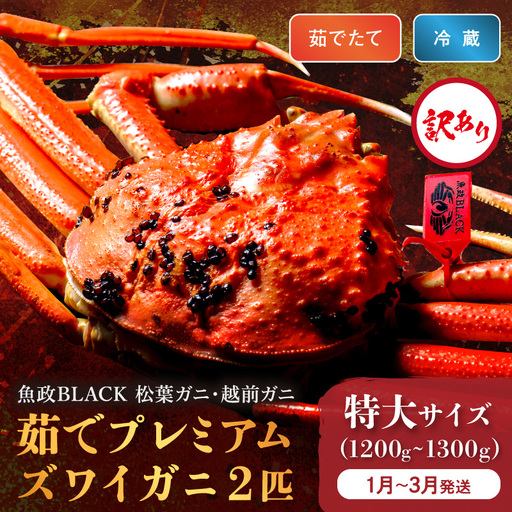 訳あり　【蟹の匠 魚政】茹で　プレミアムズワイガニ 魚政BLACK（松葉ガニ・越前ガニ） 特大サイズ（1200～1300g） 2匹セット(1月～3月発送）　蟹