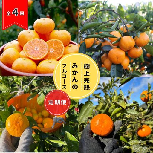 【全4回定期便】樹上完熟みかんフルコース【10月20日まで】 / 宮川早生みかん・ゆら早生・きゅうき・上野早生※2026年10月より発送 / 和歌山県 ミカン フルーツ 果物 柑橘 田辺市 みかん くだもの【nak042-tk】