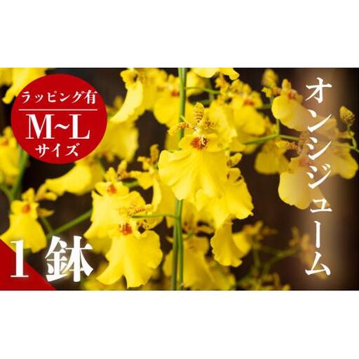 [12月から発送]オンシジューム ( アロハ・イワナガ ) 1鉢 M~L ラッピング有 お花 花 はな フラワー インテリア 鑑賞 洋ラン 鉢 栽培 園芸 ガーデニング 初心者向け