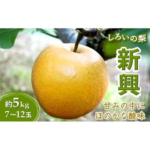新興 5kg 7～12玉 しろいの梨 日持ちする梨 おすすめ 美味しい シャキシャキ食感