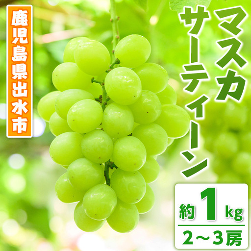 [先行予約] マスカサーティーン 約1kg 2〜3房 ぶどう フルーツ [眞鍋果樹園]