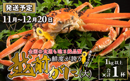 【先行予約】越前がに 大 （1kg以上） 1杯【11月～12月発送】 日本海 直送