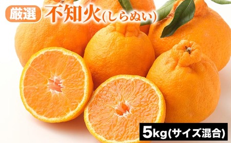 厳選 不知火 (しらぬい) サイズ混合 5kg | みかん 柑橘 和歌山 みかん 不知火 しらぬい 厳選 フルーツ 果物 5kg