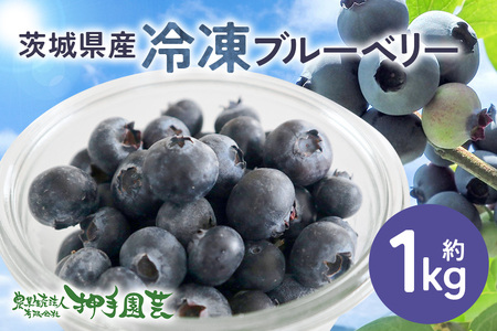 冷凍ブルーベリー 約1kg ブルーベリー 冷凍 フルーツ 果物 くだもの 冷凍フルーツ 冷凍果物 完熟 新鮮 人気 ギフト 贈り物 プレゼント 茨城県産 55-C