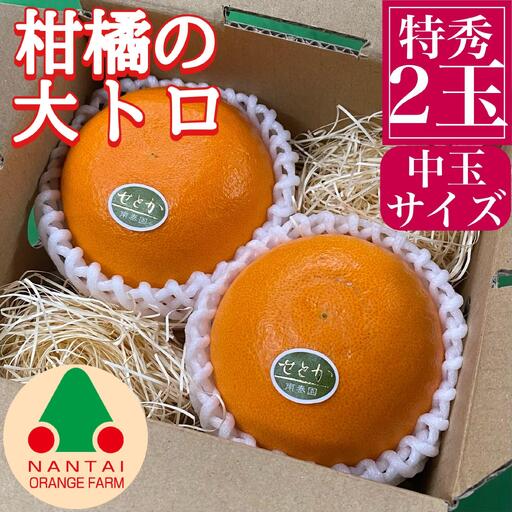 お試し規格 柑橘の大トロ ハウス せとか 厳選 中玉 2玉入 手さげ箱 南泰園 和歌山 有田