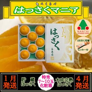 1・4月発送 全2回 定期便 はっさく マニア 貯蔵 ＆ 木成完熟 特秀 7 ～ 10玉 和歌山 有田 南泰園