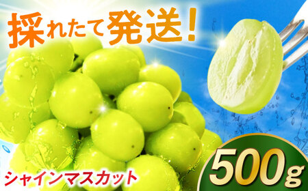 [2026年発送]シャインマスカット 500g / 佐賀県 / リフルット株式会社 