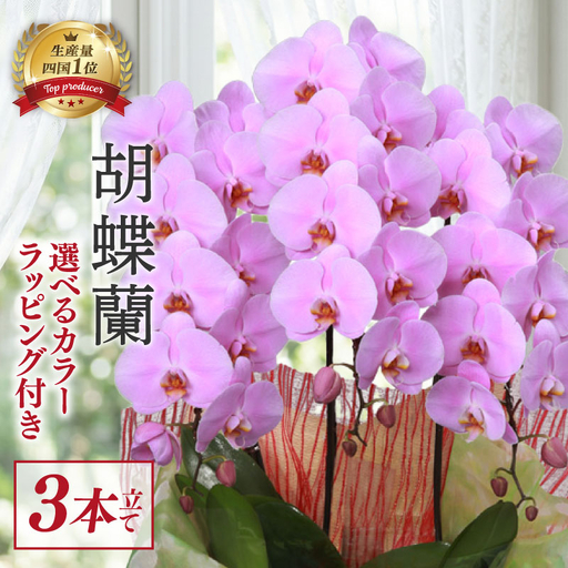 指定日配達 胡蝶蘭 3本立て ピンク スタンダード 花