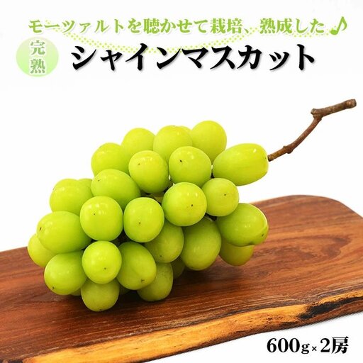 [先行受付]シャインマスカット 600g × 2房 [1.2kg ぶどう ブドウ 葡萄 2026 予約 先行予約 種なし 皮ごと 甘い 完熟 フルーツ おすすめ 旬 お取り寄せ 島根県 安来市] [24-AB-02]