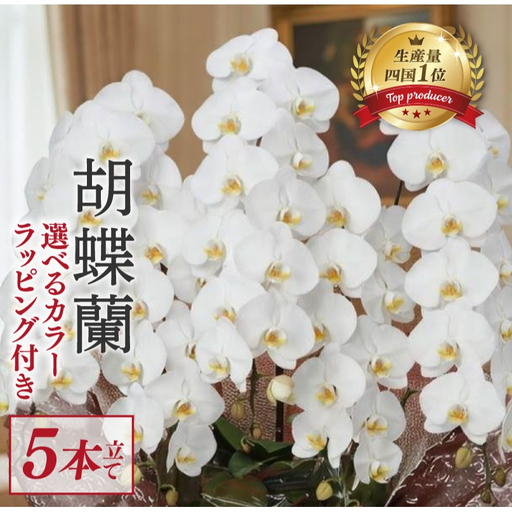 指定日配達 胡蝶蘭 5本立て 白 ハイグレート 花 