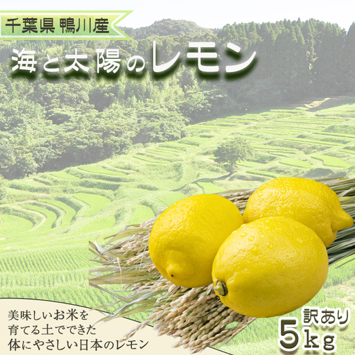 [11月発送][皮まで食べられる]海と太陽のレモン[訳あり品-優品-]5kg(約40個) [0011-0058]
