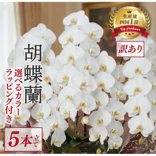 【訳あり】 指定日配達 胡蝶蘭 5本立て 白 ハイグレード 花