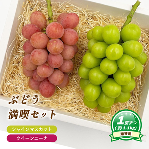 シャインマスカット ＋ クイーンニーナ 各1房 ( 計 2房/ 約 1.1kg ) ＜ 贈答用 ＞  ぶどう 【MN0081】