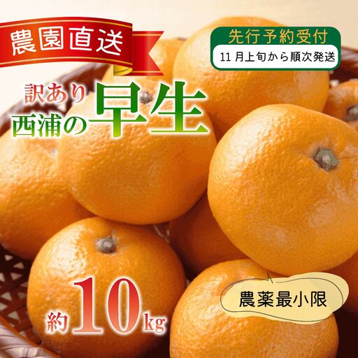 【訳あり】 早生 みかん 10kg 西浦 早生みかん 木負観光みかん園 