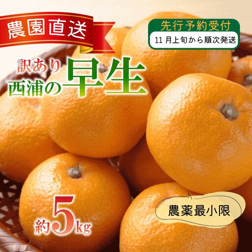 【訳あり】 早生 みかん 5kg 西浦 早生みかん 木負観光みかん園
