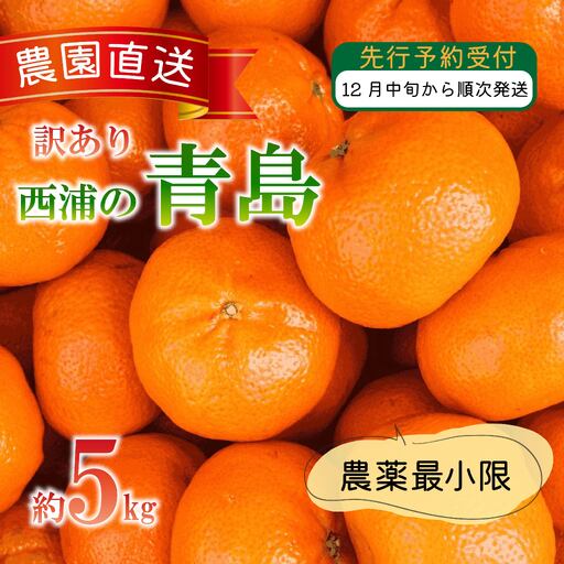 【訳あり】 青島 みかん 5kg 西浦 青島 みかん 木負観光みかん園