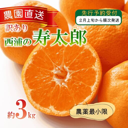 [訳あり]寿太郎 みかん 3kg 西浦 寿太郎 みかん 木負観光みかん園