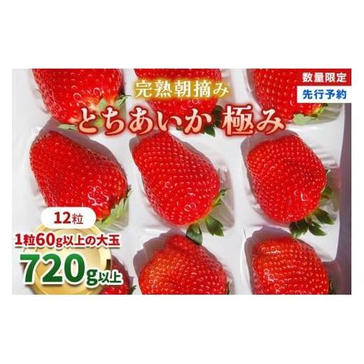 いちご 完熟 朝摘み とちあいか 極み 12粒 [2027年 先行予約]