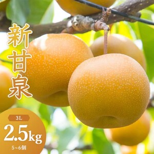 Y304 新甘泉（秀） 2.5kg