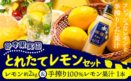 レモン 約2kg と 手搾り100%レモン果汁 1本 セット[12月中旬‐2月末頃出荷] [日付指定不可] 菅本果実園