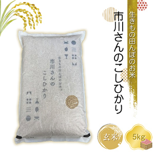 【令和7年産・玄米5kg】生きもの田んぼのお米 市川さんのこしひかり 農薬 化学肥料 除草剤不使用 信州【 米 コメ 備蓄品 仕送り おすそ分け 備蓄米 長野県 佐久市 】