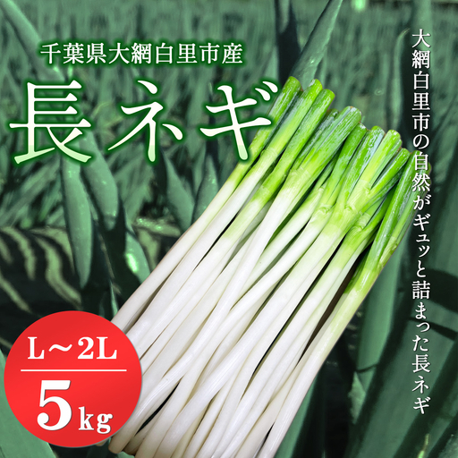 ★先行予約★【2026年12月発送開始予定】千葉県大網白里市産　長ネギ　L～2Lサイズ　5㎏（約30本～45本）／ふるさと納税 長ネギ 長ねぎ 長葱 ネギ ねぎ 葱 野菜 鍋 先行予約 先行受付 千葉県 大網白里市 AV001