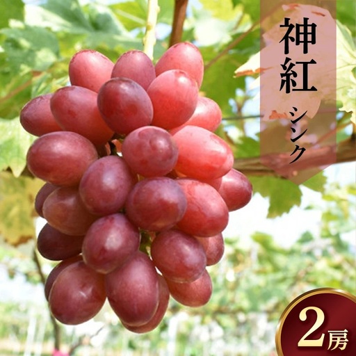神紅 2房[島根県オリジナルぶどう 数量限定 希少 ぶどう 種なし 皮ごと しんく 甘い 高糖度 幻のぶどう 島根県 オリジナル 品種 安来市][55-JY-14]