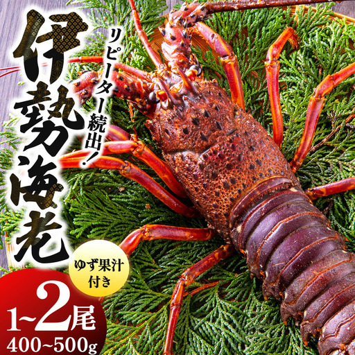 リピーター続出！伊勢海老 400～500g（1～2尾）