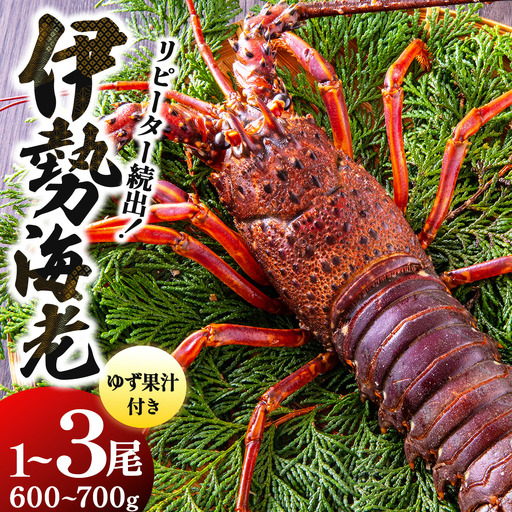 リピーター続出！伊勢海老 600～700g（1～3尾）
