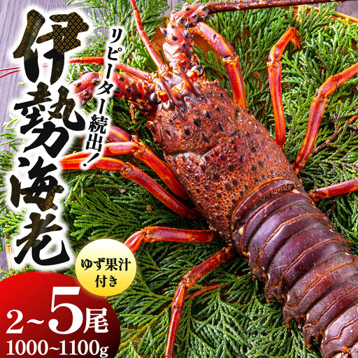 リピーター続出！伊勢海老 1000～1100g（2～5尾）