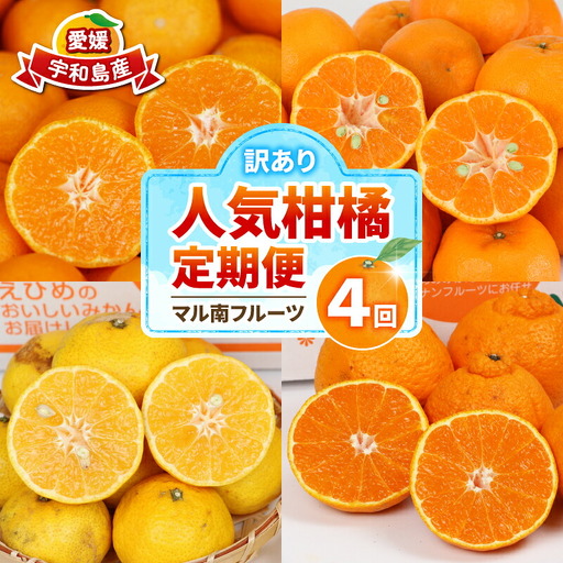 訳あり 人気 柑橘 4回定期便 マル南フルーツ 宇和島みかん 南柑20号 蜜柑 mikan みかん ポンカン 媛小春 不知火 定期便 果物 くだもの 愛媛県産 訳アリ 訳あり品 訳有り フルーツ 産地直送 国産 愛媛 宇和島 B040-106046
