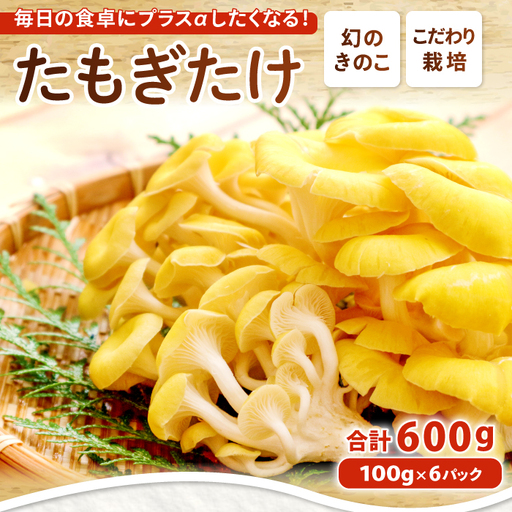 オーガニック菌床たもぎたけ6パック【タモギ茸 きのこ たもぎ茸 キノコ セット 茸 詰め合わせ たもぎたけ タモギタケ エルゴチオネイン だし 出汁】
