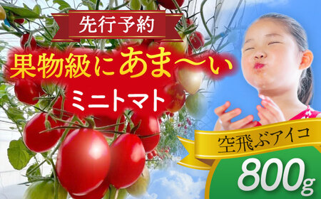 [先行予約][1月より順次発送] ミニトマト (空飛ぶアイコ)800g 野菜 トマト[AEBG006]