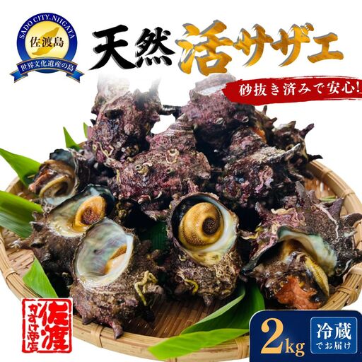 サザエ 2kg | 天然 新潟県 佐渡市サザエ