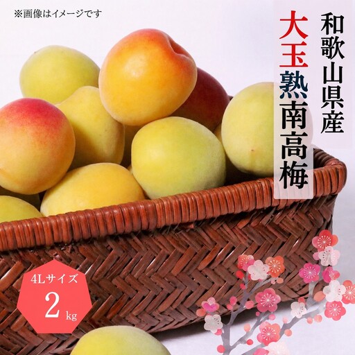 梅【梅干・梅酒用】熟南高 生梅 熟南高 大玉４L秀優混合 ＜2027年6月上旬～7月7日発送予定＞【art023B】