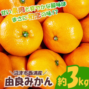 [予約受付] 由良 みかん 約3kg 産地直送 柑橘 みかん 優品 中玉 フルーツ 果物