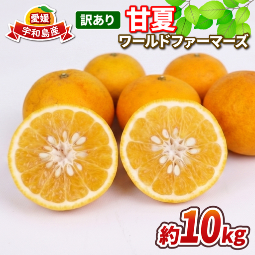 愛媛みかん 訳あり 甘夏 10kg ワールドファーマーズ 先行予約 わけあり 夏みかん 甘夏柑 あまなつ 愛媛ミカン 愛媛蜜柑 訳ありみかん 蜜柑 訳アリ 品 mikan 果物 くだもの フルーツ 柑橘 みかん 数量限定 産地直送 国産 宇和島