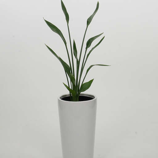 観葉植物 ストレリチアユンケア 陶器鉢付 ホワイト 10.5cmL 1個