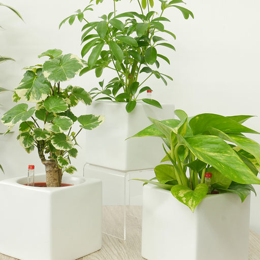 観葉植物 ハイミニフィット 白角 おまかせ 3個 セット
