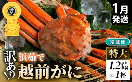 先行予約[冷蔵]越前がに 訳あり 足折れ 特大 1杯 1.2kg以上(茹で前)[2027年1月上旬以降順次発送予定] [m21-x007_01]