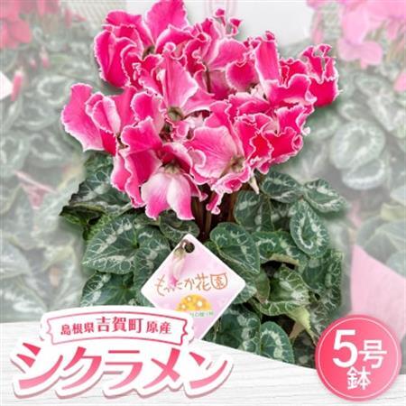 [お届け:11月下旬〜12月]シクラメン 5号鉢