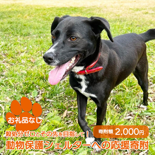 【お礼品なし】殺処分ゼロとその先を目指して！　動物保護シェルターへの応援寄附　2,000円/応援寄付金 返礼品なし お礼の品なし 地元支援 地域支援 ふるさと支援 殺処分 ゼロ 0 感謝 動物愛護 イヌ 犬 ネコ 猫 助ける命 小さな命 保護犬 保護ネコ どうぶつ 環境整備 ボランティア 慈善事業 岩手県 矢巾町
