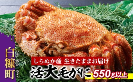 しらぬか産 活大サイズ毛がに【550g以上】_I070-0560