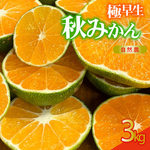訳あり 極早生みかん 約3kg 国産 秋 みかん 極早生