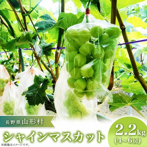 2411 シャインマスカット2.2kg（4～6房）【2026年9月下旬頃発送予定】