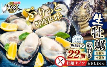 坂越かき 殻付き 22個 [ナイフなし][2027年1月以降発送予定]/ 牡蠣 かき カキ オイスター サムライオイスター 生牡蠣 魚介 貝 海産物 生食 ギフト 兵庫県 赤穂市
