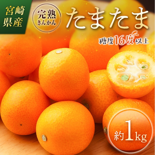 ＜2027年発送＞完熟きんかん「たまたま」約1kg 糖度16度以上 ブランド 金柑 柑橘 宮崎県産