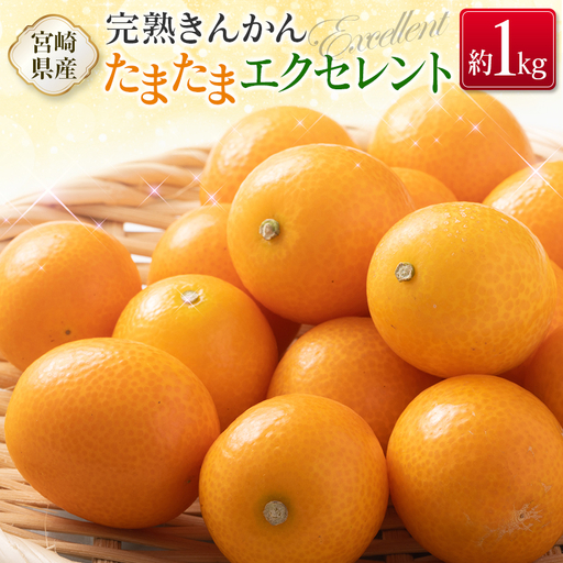 ＜2027年発送＞完熟きんかん「たまたまエクセレント」 糖度18度以上 約1kg 宮崎県産